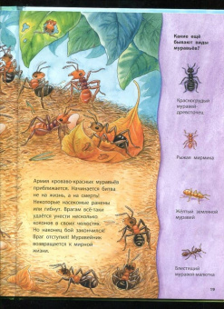 Фридерун Райхенштеттер: Где живёт муравьишка. Познавательные истории
