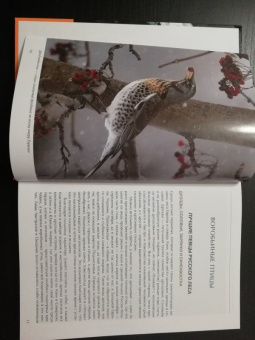 Константин Михайлов: Лесные птицы России