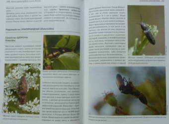 Александр Просвиров: Атлас жуков средней полосы России