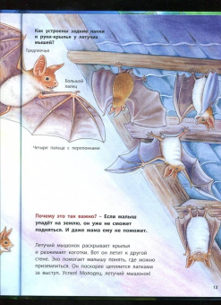 Фридерун Райхенштеттер: Куда летит летучая мышь? Познавательные истории