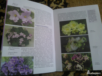 Татьяна Смирнова: Узамбарская фиалка. Как "приручить" чудо