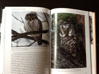 Константин Михайлов: Лесные птицы России