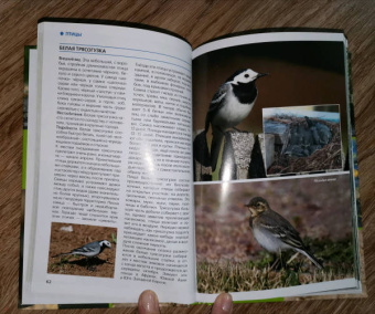 Владимир Бабенко: Животные рядом с нами