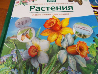 Татьяна Елумеева: Растения