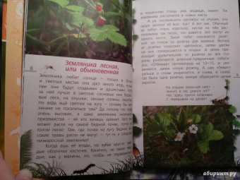 Петр Волцит: Ягоды и грибы