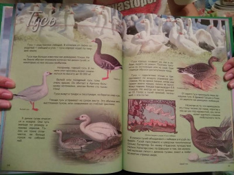 В. Владимиров: Какие птицы самые красивые?