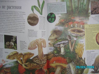 Тина Канделаки: Гигантская энциклопедия живого мира