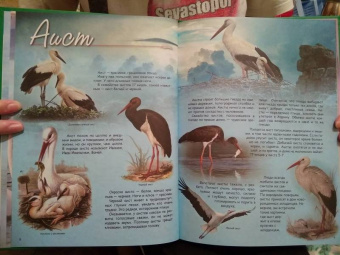 В. Владимиров: Какие птицы самые красивые?