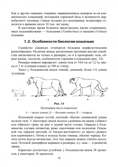 Веселова, Блохина: Биология, систематика и разведение кошачьих. Учебное пособие для вузов