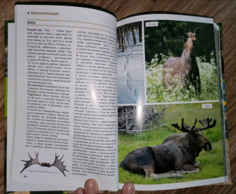 Владимир Бабенко: Животные рядом с нами