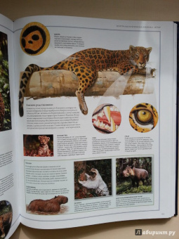 Бамбарадения, Вудрафф, Гинзберг: Животный мир. Иллюстрированный атлас