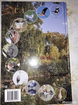 Василий Вишневский: Наши птицы. Определитель для детей