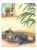 Сюзанна Риха: Моя самая красивая книга о кошках и собаках