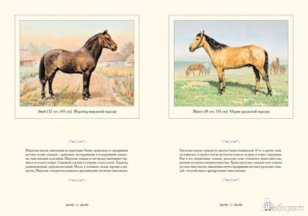 И. Афанасьева: Лошади