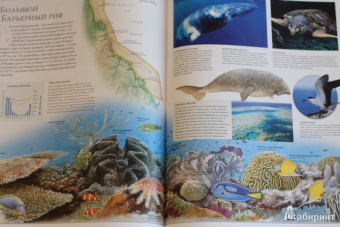 Бамбарадения, Вудрафф, Гинзберг: Животный мир. Иллюстрированный атлас