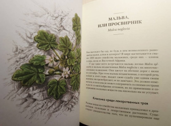 Урсула Штумпф: Травы. Природный источник жизненной силы