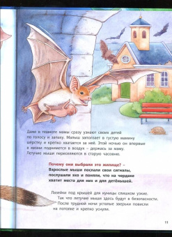Фридерун Райхенштеттер: Куда летит летучая мышь? Познавательные истории