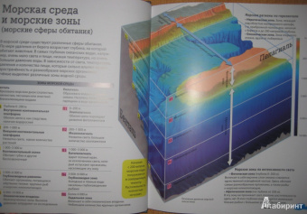 Кармен Родригес: Животные морей и океанов