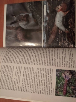 Владимир Бабенко: Животные рядом с нами