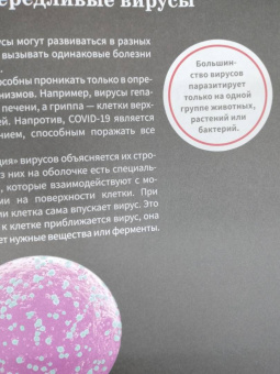 Алла Озорнина: Мозг человека. Самая умная энциклопедия