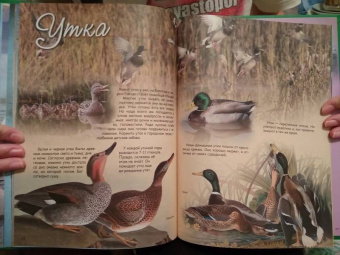 В. Владимиров: Какие птицы самые красивые?