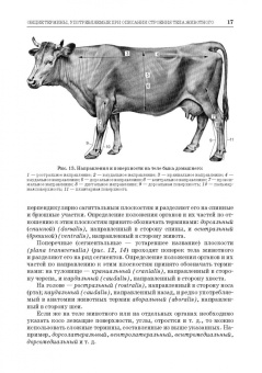 Зеленевский, Зеленевский, Щипакин: Анатомия животных. Соматические системы. Практикум. Учебное пособие для вузов