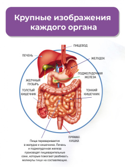 Клэр Хибберт: Тело человека