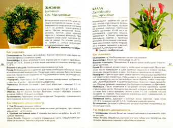 Валентин Воронцов: Красивоцветущие комнатные растения