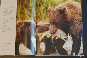 Бамбарадения, Вудрафф, Гинзберг: Животный мир. Иллюстрированный атлас