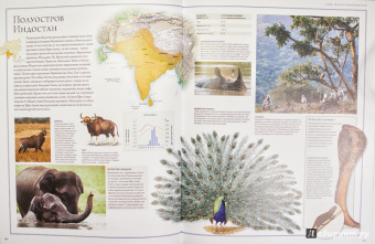Бамбарадения, Вудрафф, Гинзберг: Животный мир. Иллюстрированный атлас