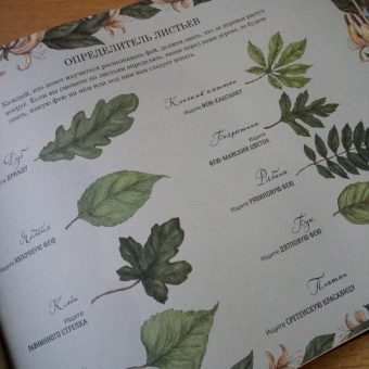 Секретная жизнь фей