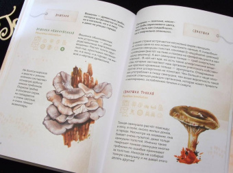 Михаил Вишневский: Грибы. Атлас-определитель
