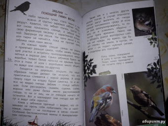 Василий Вишневский: Наши птицы. Определитель для детей