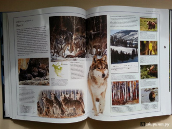 Бамбарадения, Вудрафф, Гинзберг: Животный мир. Иллюстрированный атлас