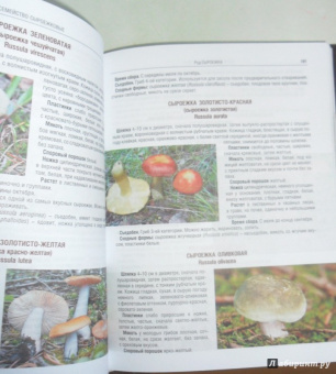 Иван Куреннов: Грибы. Полная иллюстрированная энциклопедия