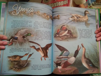 В. Владимиров: Какие птицы самые красивые?