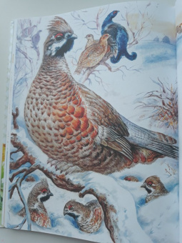 Николай Сладков: Сказки лесной опушки