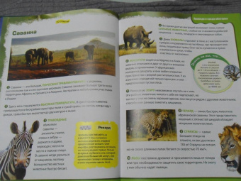 Вероника Пеллегрини: Вопросы и ответы обо всем на свете