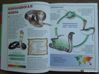 Моя первая книга о животных