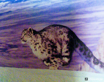 Бамбарадения, Вудрафф, Гинзберг: Животный мир. Иллюстрированный атлас