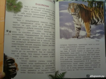 Александр Тихонов: Кошки дикие и домашние