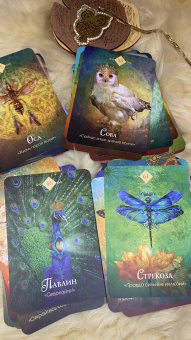Колетт Барон-Рид: The Spirit Animal Oracle. Духи животных. Оракул, 68 карт и руководство в подарочном оформлении