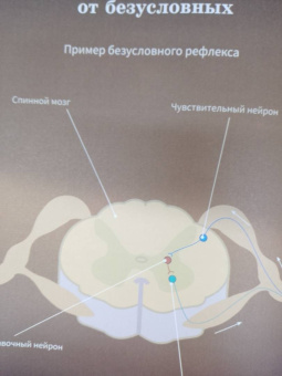 Алла Озорнина: Мозг человека. Самая умная энциклопедия
