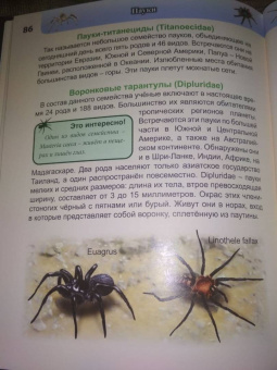 Людмила Соколова: Хочу знать. Пауки
