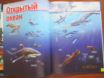 Жизнь животных. Моря и океаны