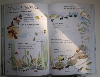 Зоммер, Тейлор: Большая книга букашек