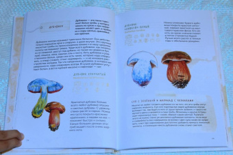 Михаил Вишневский: Грибы. Атлас-определитель