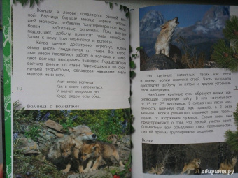 Александр Тихонов: Лесные тайны