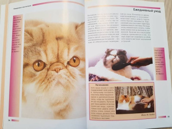 Доминик Кизельбах: Персидская кошка. Содержание и уход