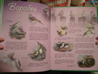 В. Владимиров: Какие птицы самые красивые?